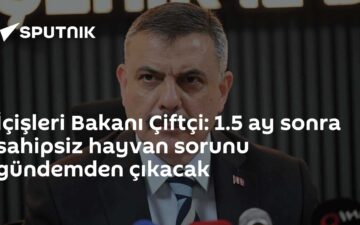 sahipsiz hayvan