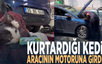 kedi