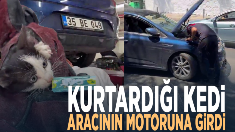 kedi